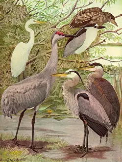 Storks: Birds in Lakeside Tree