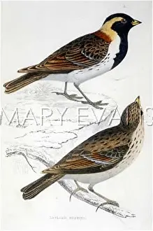 Buntings: BIRDS/LAPLAND BUNTINGS