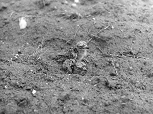 Lapwing: BIRDS/LAPWING CHICKS