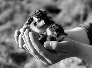 Lapwing: BIRDS/LAPWING CHICKS