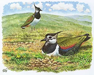 Vanellus: BIRDS/LAPWINGS