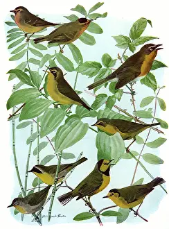 Hooded: Birds, Leaves, Reeds