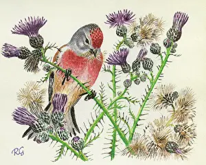 Carduelis: BIRDS/LINNET