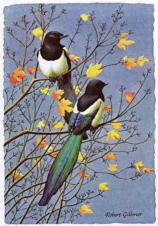 Magpie: BIRDS/MAGPIE