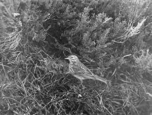 Pipit: BIRDS/MEADOW PIPIT