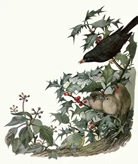 Mistletoe: Birds and Mistletoe