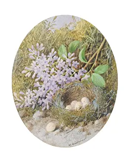 Cruickshank: Bird's Nest and Lilac