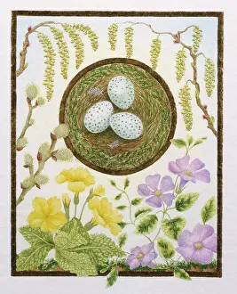 Periwinkle: Birds nest with three thrush eggs
