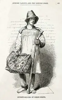 Nests: BIRDS-NESTS SELLER