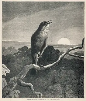 Luscinia: BIRDS/NIGHTINGALE