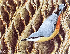 Europaea: BIRDS/NUTHATCH