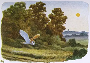 Owls: BIRDS/OWLS/BARN OWL