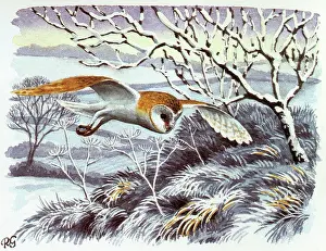 Owls: BIRDS/OWLS/BARN OWLS