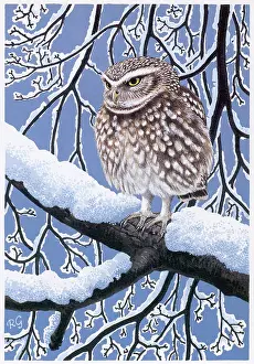 Owls: BIRDS/OWLS/LITTLE OWL