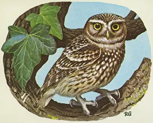 Owls: BIRDS/OWLS/LITTLE OWL
