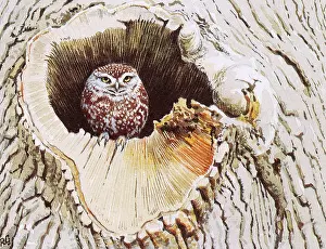 Owls: BIRDS/OWLS/LITTLE OWL