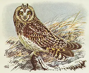 Eared: BIRDS/OWLS/SHORT-EARED