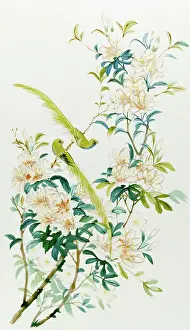Malcolm Greensmith Collection: Birds of Paradise