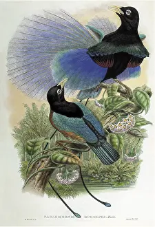 Aqua: Birds of Paradise