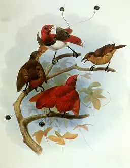 Giraud: Birds of Paradise