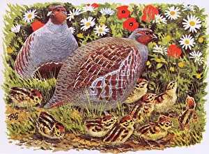 Partridge: BIRDS/PARTRIDGE FAMILY