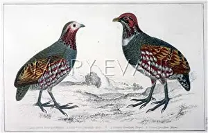 Incorrectly: BIRDS/PARTRIDGES