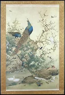 Mori: One Hundred Birds ' peacocks & other birds