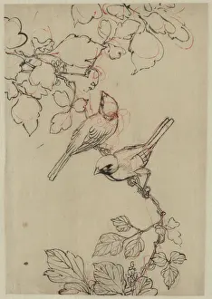 Grapevines: Two birds perched on grapevines