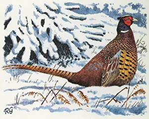 Pheasants: BIRDS/PHEASANTS/PHEASANT