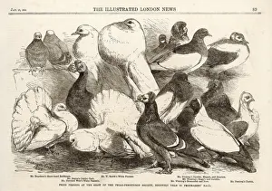 Philo: BIRDS/PIGEONS