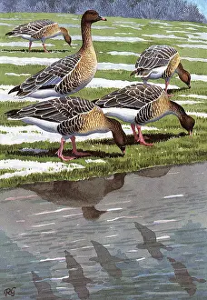 Footed: BIRDS/PINK-FOOTED GEESE