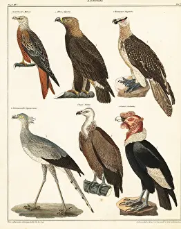Geyer: Birds of prey