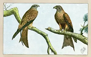 Mahler: Two birds of prey