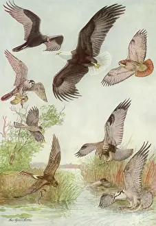 Osprey: Birds of Prey Flying
