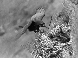 Fledglings: BIRDS/RAVEN