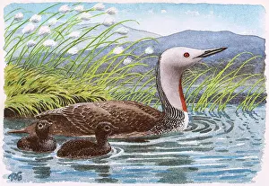 Gavia: BIRDS/RED-THROATED DIVER