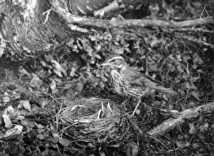 Redwing: BIRDS/REDWING