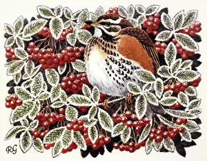 Redwing: BIRDS/REDWING