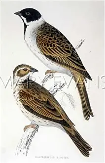 Emberiza: BIRDS/REED BUNTING