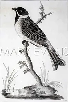 Emberiza: BIRDS/REED BUNTING