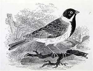 Emberiza: BIRDS/REED BUNTING