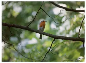 Erithacus: BIRDS/ROBIN