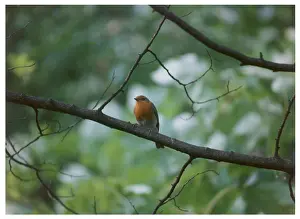Erithacus: BIRDS/ROBIN
