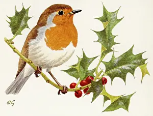 Robins: BIRDS/ROBIN ON HOLLY