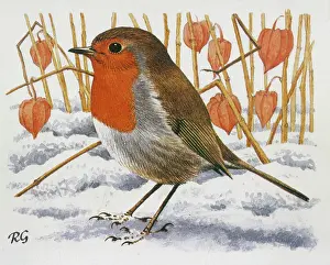 Lanterns: BIRDS/ROBIN IN SNOW