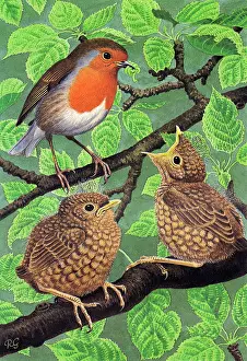 Robins: BIRDS/ROBIN AND YOUNG