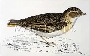 Larks: BIRDS/SHORT-TOED LARK