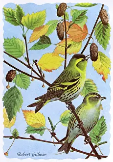 Carduelis: BIRDS/SISKIN