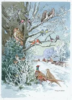 Pheasants: Birds in the snow