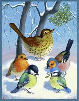 Tits: Birds in the snow under mistletoe